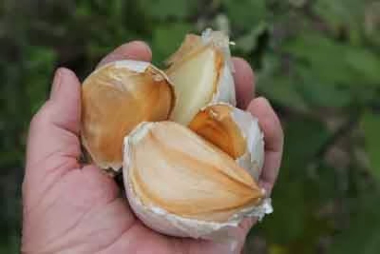 Elephant Garlic Bulbs for Fall Planting in Size 3 Ounces and Color Natural wi... gallery