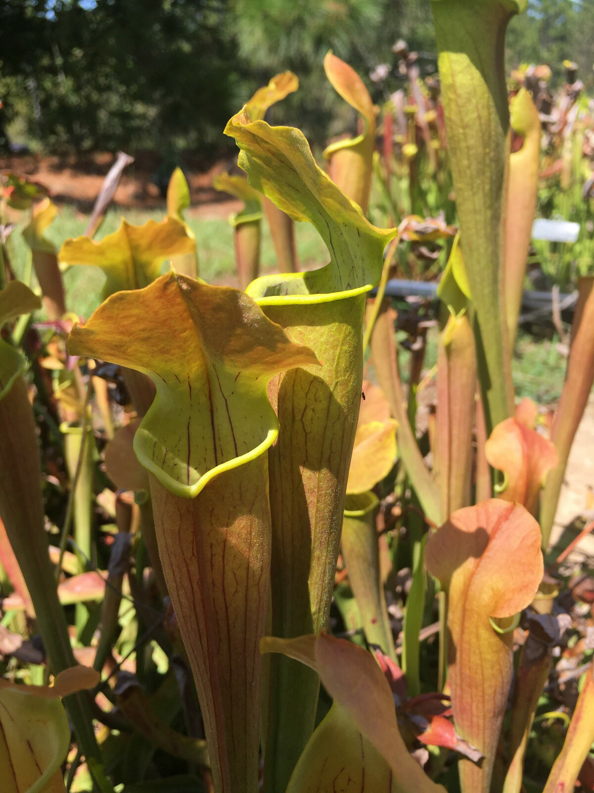 CARNIVOROUS PITCHER PLANT:Sarracenia rubra ssp. wherryi SMALL gallery