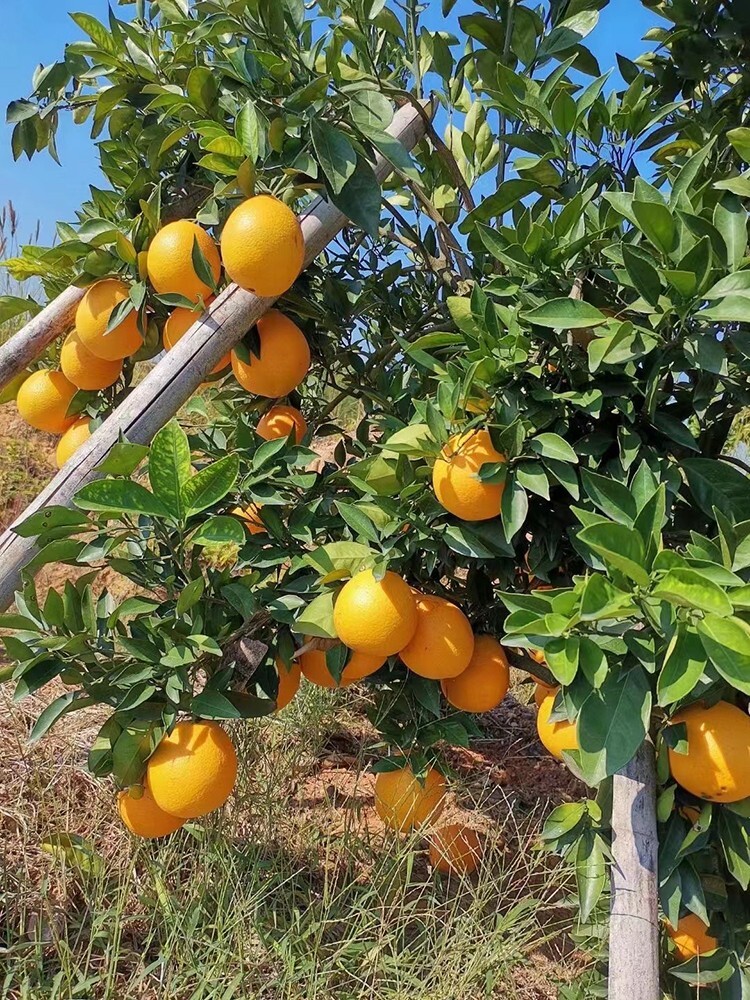 23 Sweet Orange Tree Seeds gallery