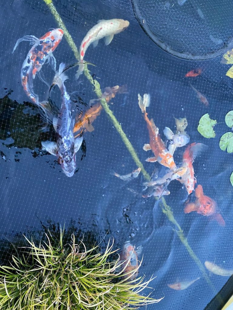 Pond H2o Sludge Muck Shifter, 6000 Gallons, Improves Koi Fish Pond Water Clarity gallery