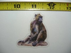 HAMADRYAS BABOON SMALL STICKER DECAL WILDLIFE COLORFUL ZOO FUNNY