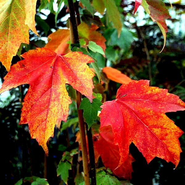 *RED SUNSET* Japanese Maple (Acer rubrum) Tree Seeds, Landscaping or Bonsai gallery