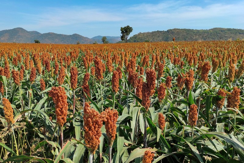50 DELLA SORGHUM Bicolor Syrup Flour Grain Vegetable Seeds gallery