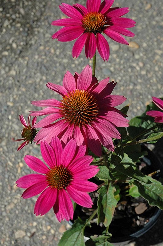 Echinacea purpurea PowWow Wild Berry | Eastern Purple Coneflower | 10_Seeds gallery