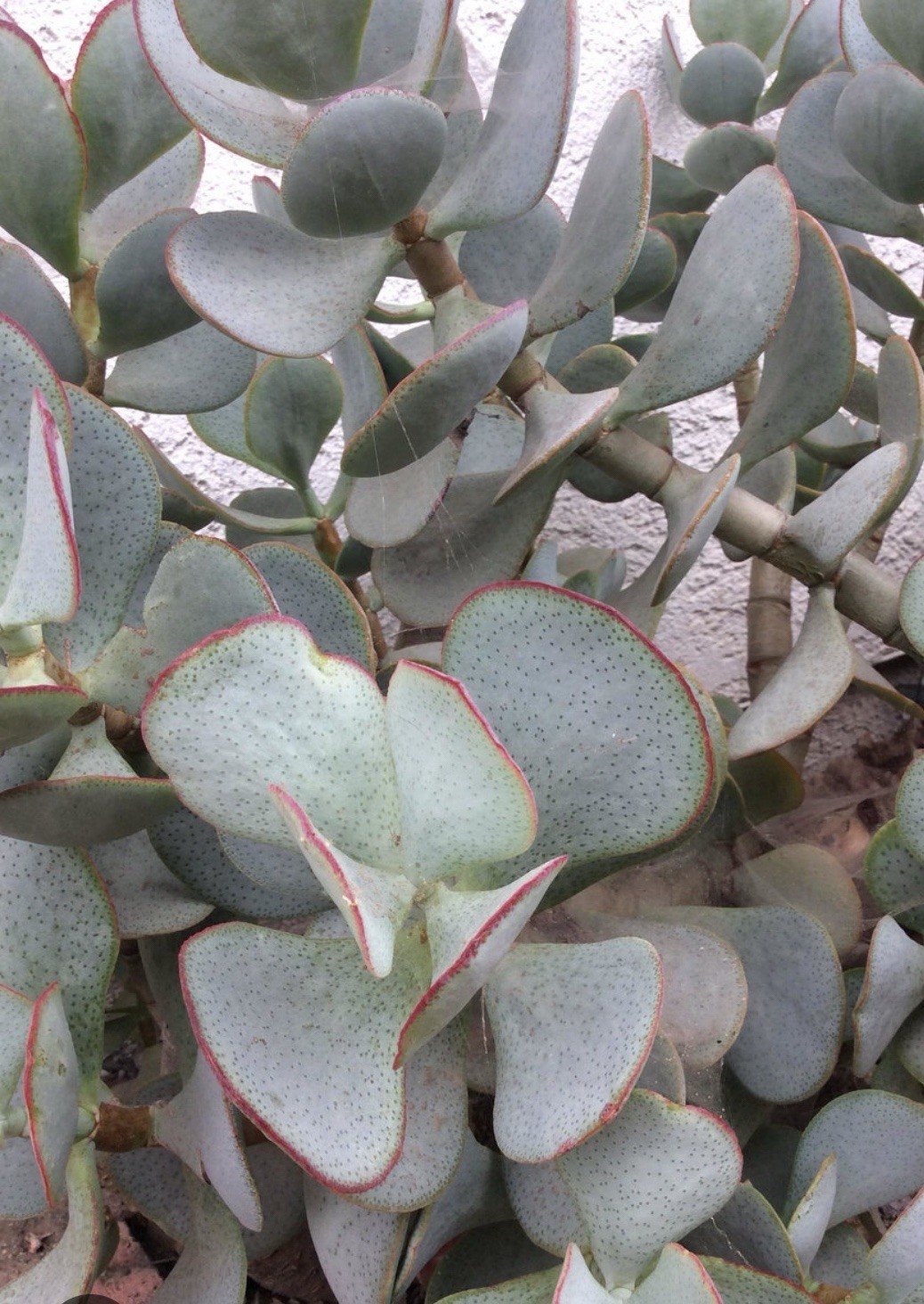 Succulent Crassula Arborescens Silver Dollar 3 Live Plant Cuttings, No Roots gallery