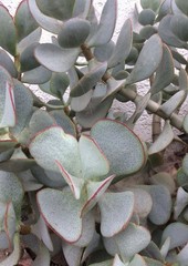 Succulent Crassula Arborescens Silver Dollar 3 Live Plant Cuttings, No Roots