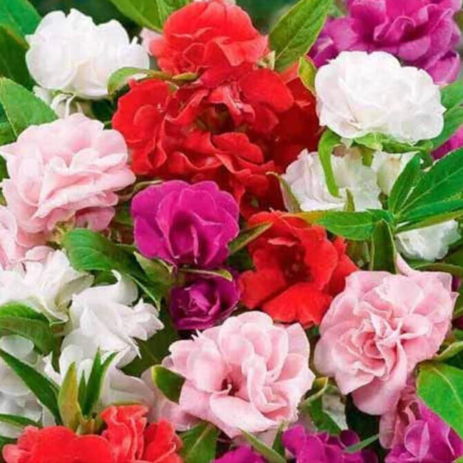 Camelia Flowered Mix Impatiens Seeds | Non-GMO | Free Shipping | Seed Store 1262 gallery