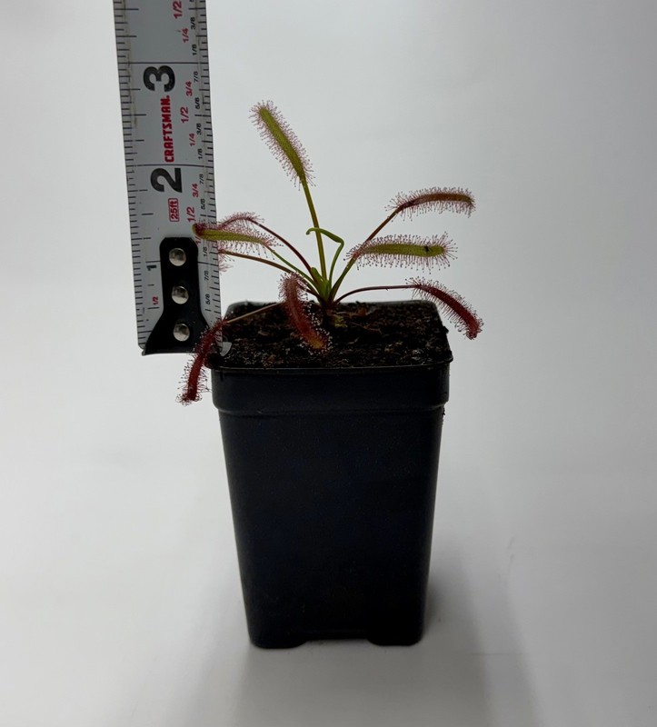Drosera Capensis ‘Triffid Rose’ Live Potted Carnivorous Plant Cape Sundew gallery