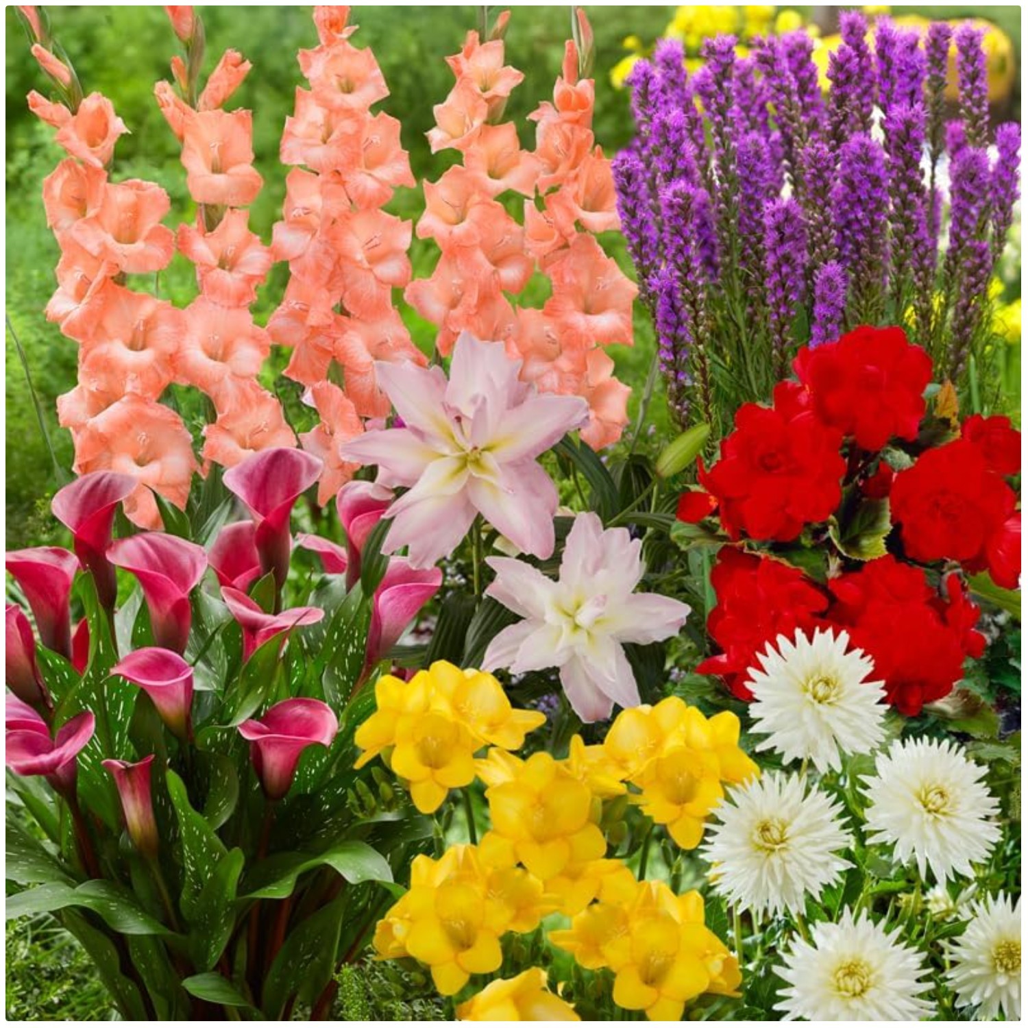 Vibrant Garden Mix - Easy-to-Plant Flowers - Fragrant Blooms gallery