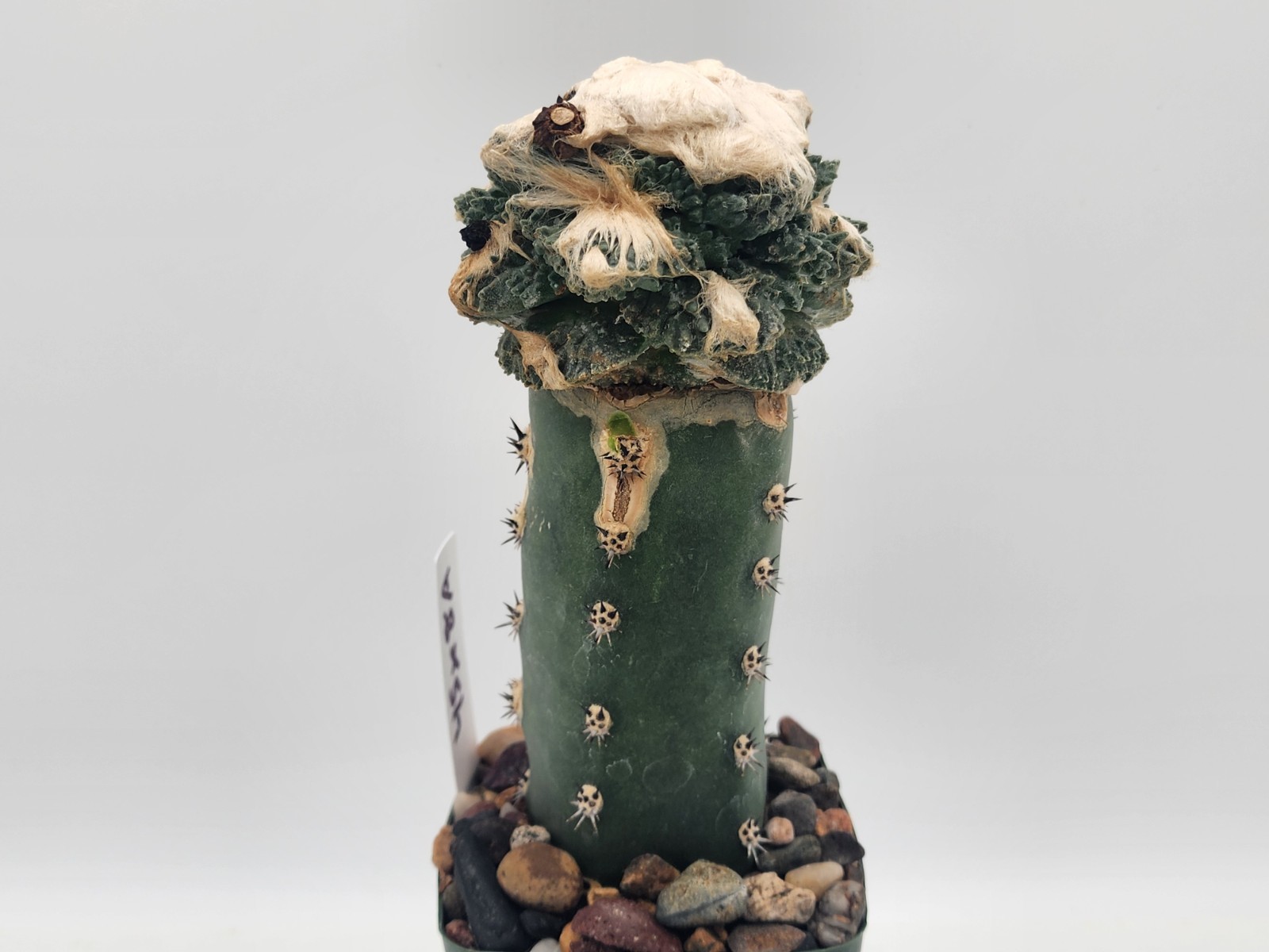 A. f. cv Godzilla Coral - Grafted gallery