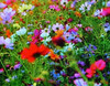 1/2 LB ( EIGHT-OUNCE ) FALL PERENNIAL 25-VARIEY MIXTURE OF WILD FLOWER SEEDS gallery