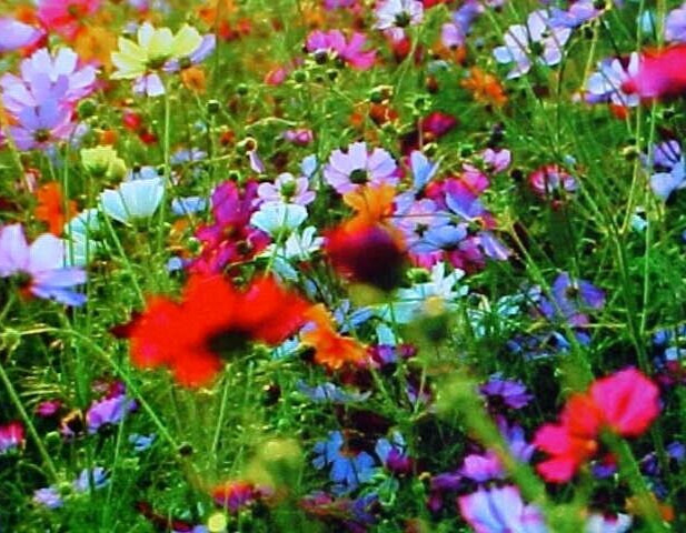 ONEPOUND ( 16-OUNCES ) FALL PERENNIAL 25-VARIEY MIXTURE OF WILD FLOWER SEEDS gallery