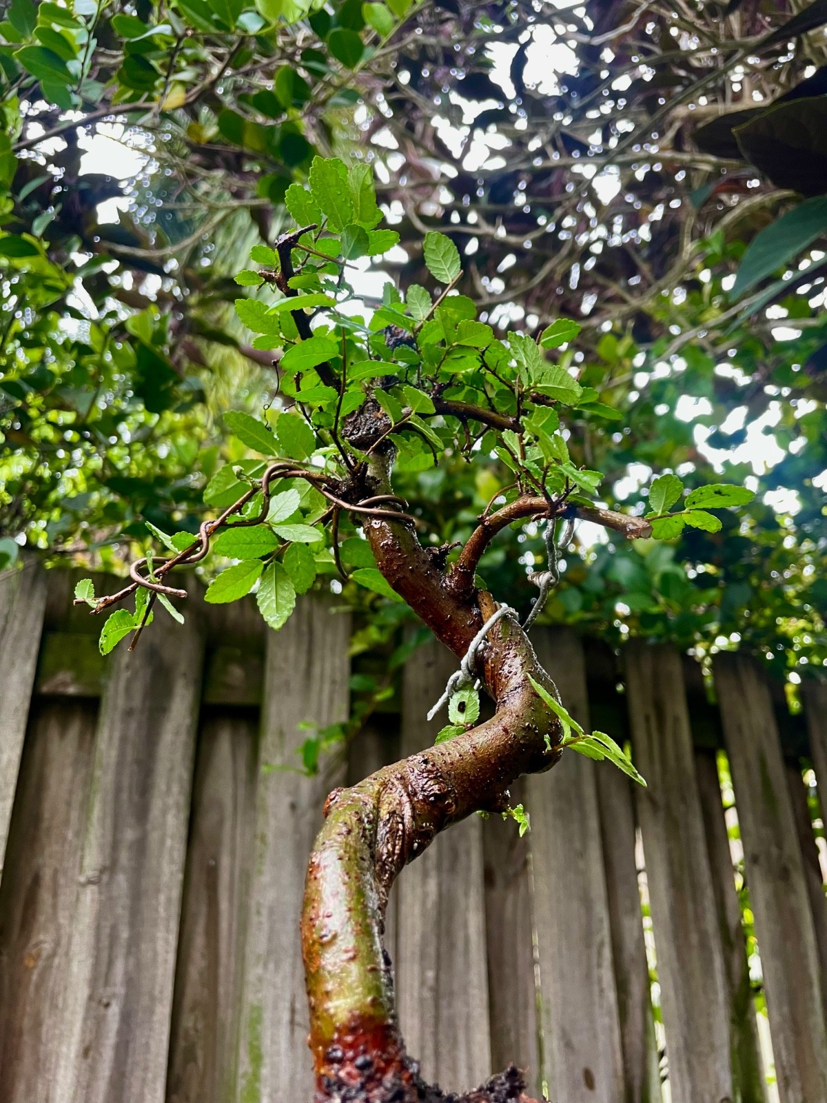 CHINESE ELM Pre-Bonsai /Bonsai S Tree Cold Hardy / Tiny leaves 5 years old gallery