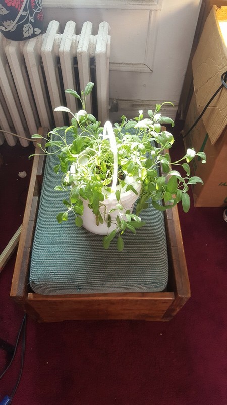Hydroponic Grow Bucket Set with Everything Included! No Electricity Needed! gallery