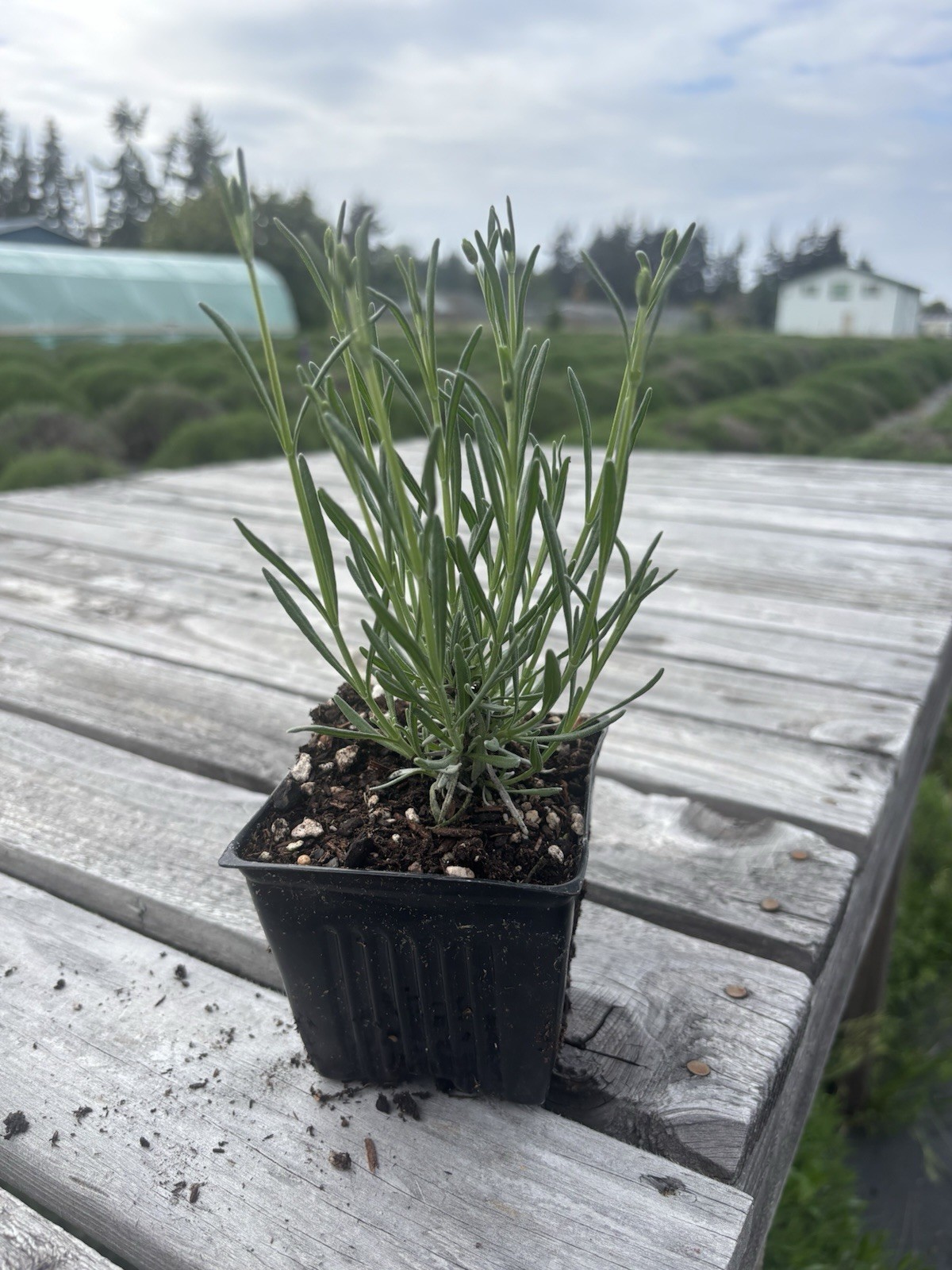 Phenomenal lavender plant live|4 Inch| Sequim WA Grown | gallery