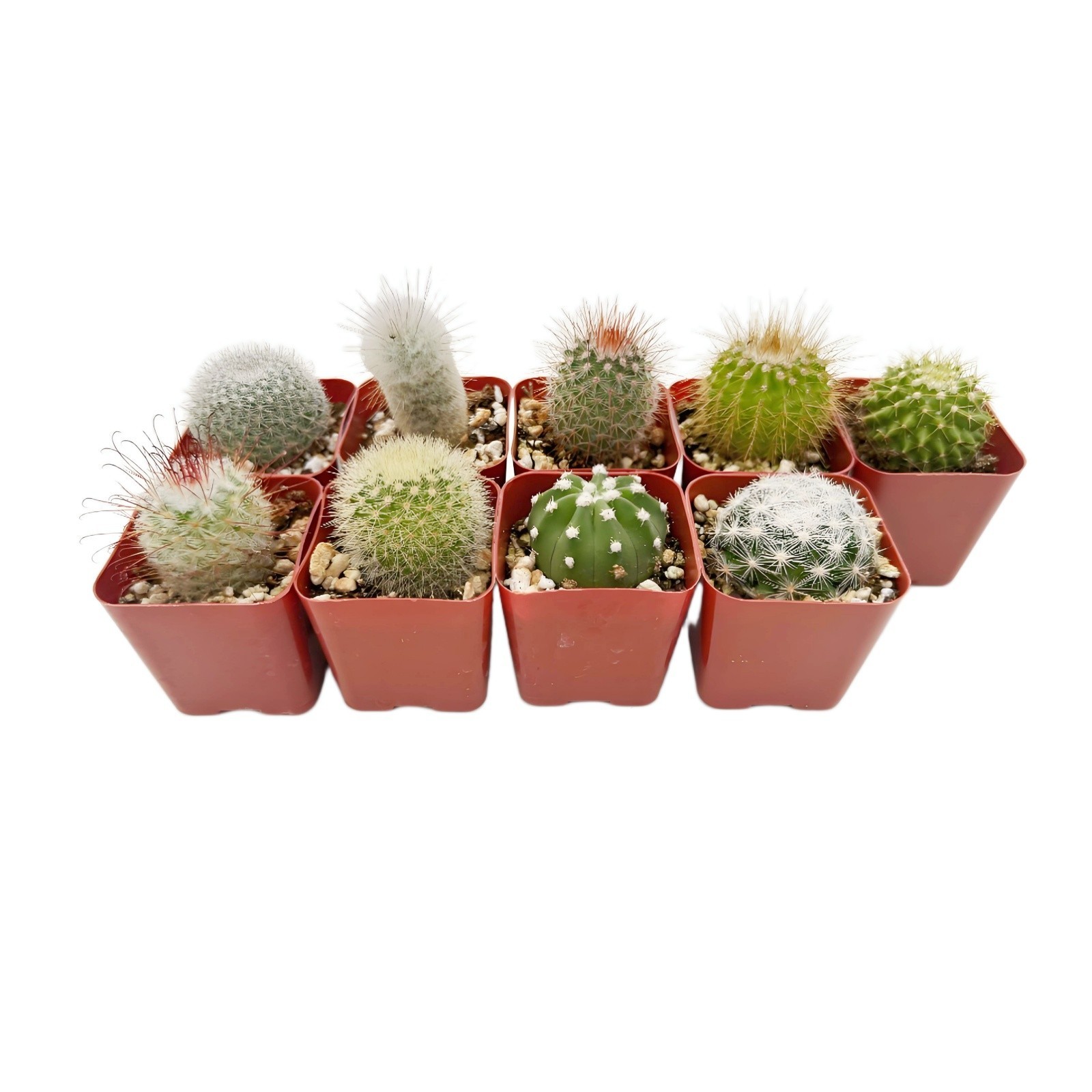Live Cactus Real Succulent Cacti Indoor Outdoor Plants (Collection of 9) gallery