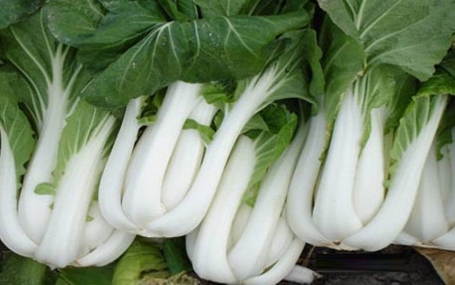 Cabbage Pak Choy Seed Heirloom - 1 Packet gallery