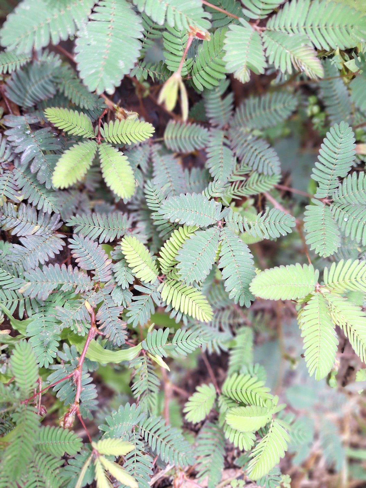 85 g DRIED MIMOSA PUDICA Sensitive Plant Root Leaves Pure Organic Lajwanti Natur gallery
