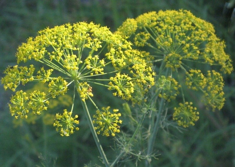 7 CULINARY herb varieties NON-GMO SEEDS GREAT in the KITCHEN ESSENTIAL SURVIVAL! gallery