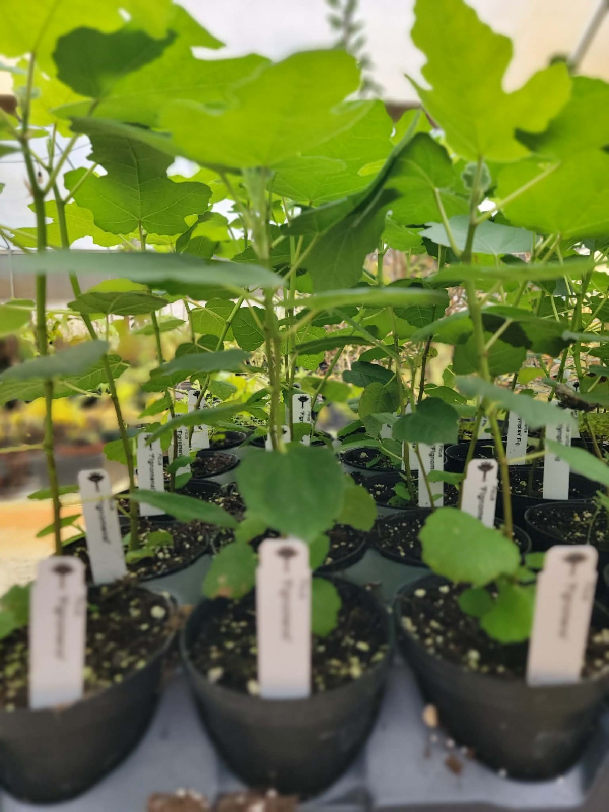 Live Fig Tree “Fignomenal” New Dwarf Variety! 8-10 inches tall in a 4 inch pot! gallery