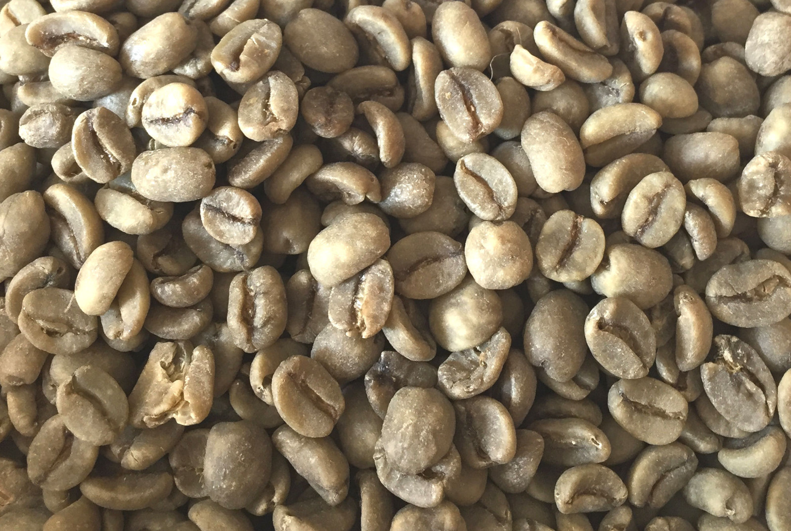 Swiss Water Decaf - 4 lbs. - Green Colombia Coffee Beans For Home Roasters gallery