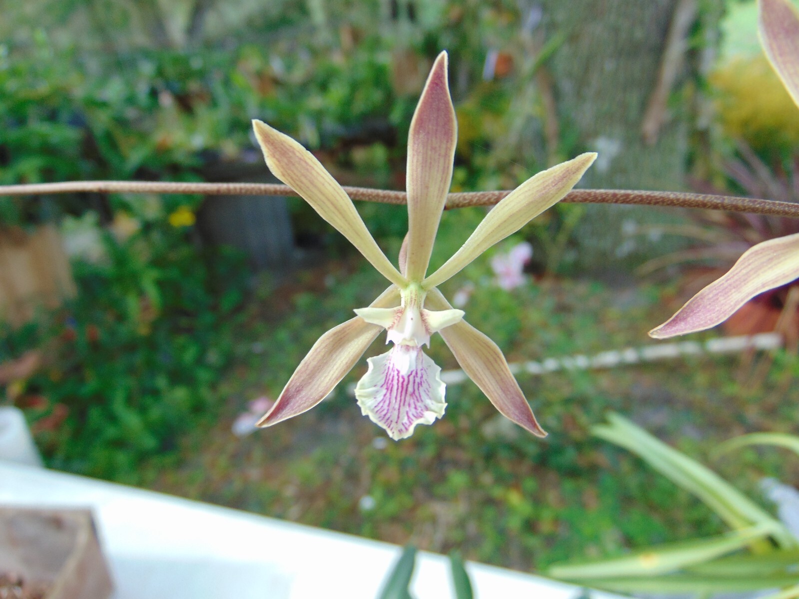 Encyclia belizensis FLOWERS 4" pot RARE SPECIES NICE PLANT 6/14/2026 gallery