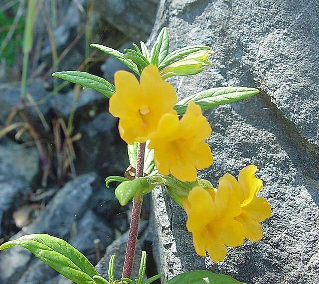 Diplacus longiflorus | Long-Flowered Monkeyflower | 100 Seeds gallery