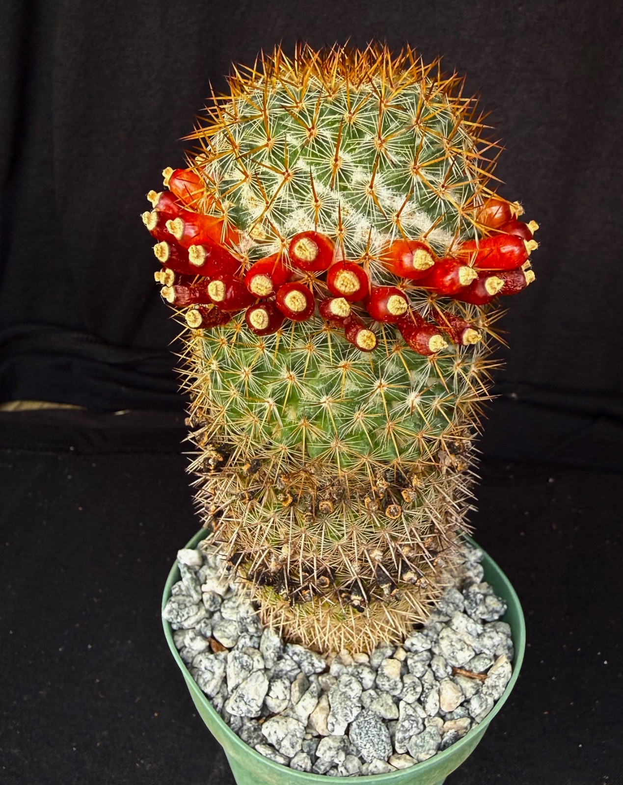 Mammillaria yucatanensis, 4" cactus plant gallery
