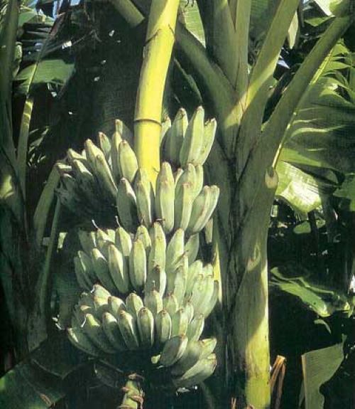 -Musa-ICE CREAM (BLUE JAVA)- Live Banana Tree-SMALL ROOTED STARTER PLANT- gallery