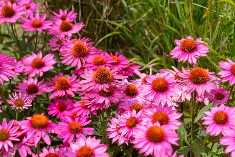 1000 Bulk BRIGHT STAR CONEFLOWER Echinacea Purpurea Bright Pink Flower Seeds gallery