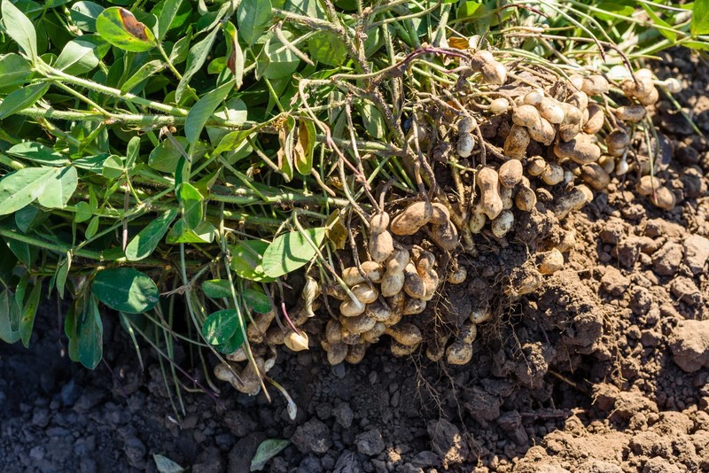 Jumbo Bailey Virginia Peanut Seeds | For Planting Top Producer Pea Nut Seed 2024 gallery