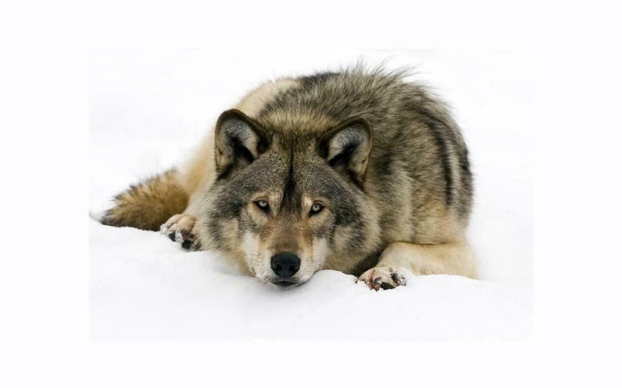 WOLF IN THE SNOW GLOSSY POSTER PICTURE PHOTO husky wolves hanging wall decor 451 gallery