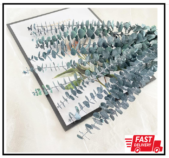 10 Pack Natural Dried Eucalyptus Bundle,17 Inch/45Cm Preserved Fresh Eucalyptus gallery