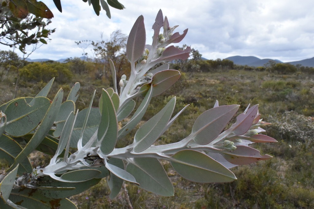 Eucalyptus pleurocarpa (tetragona) Seeds - 'Tallerack' - Silver Leaf gallery