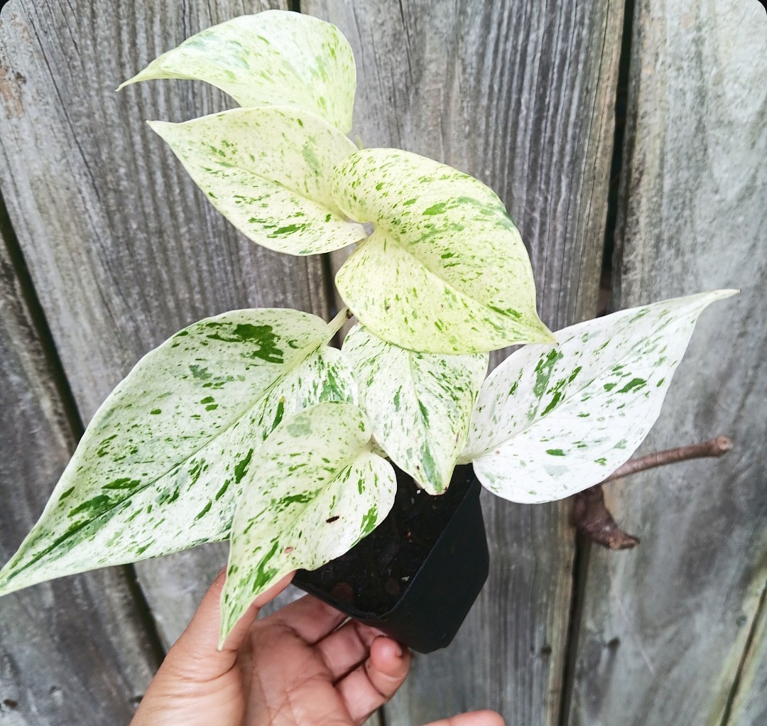 Pothos Epipremnum True Snow Queen - Snow White 3" pot - actual plant gallery