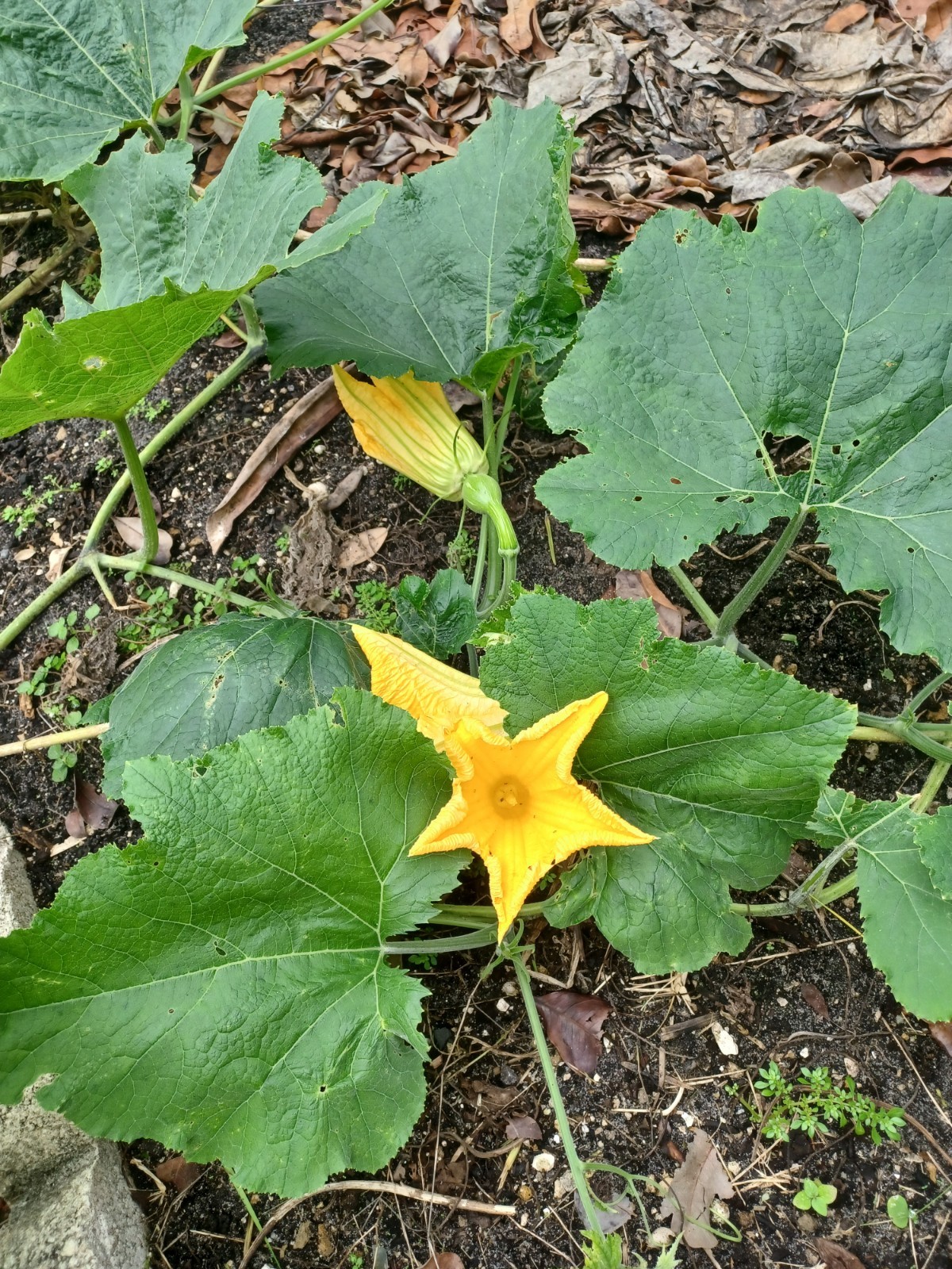 10 Seminole Pumpkin Seeds, Cultivated Variety of Cucurbita moschata (2025) gallery