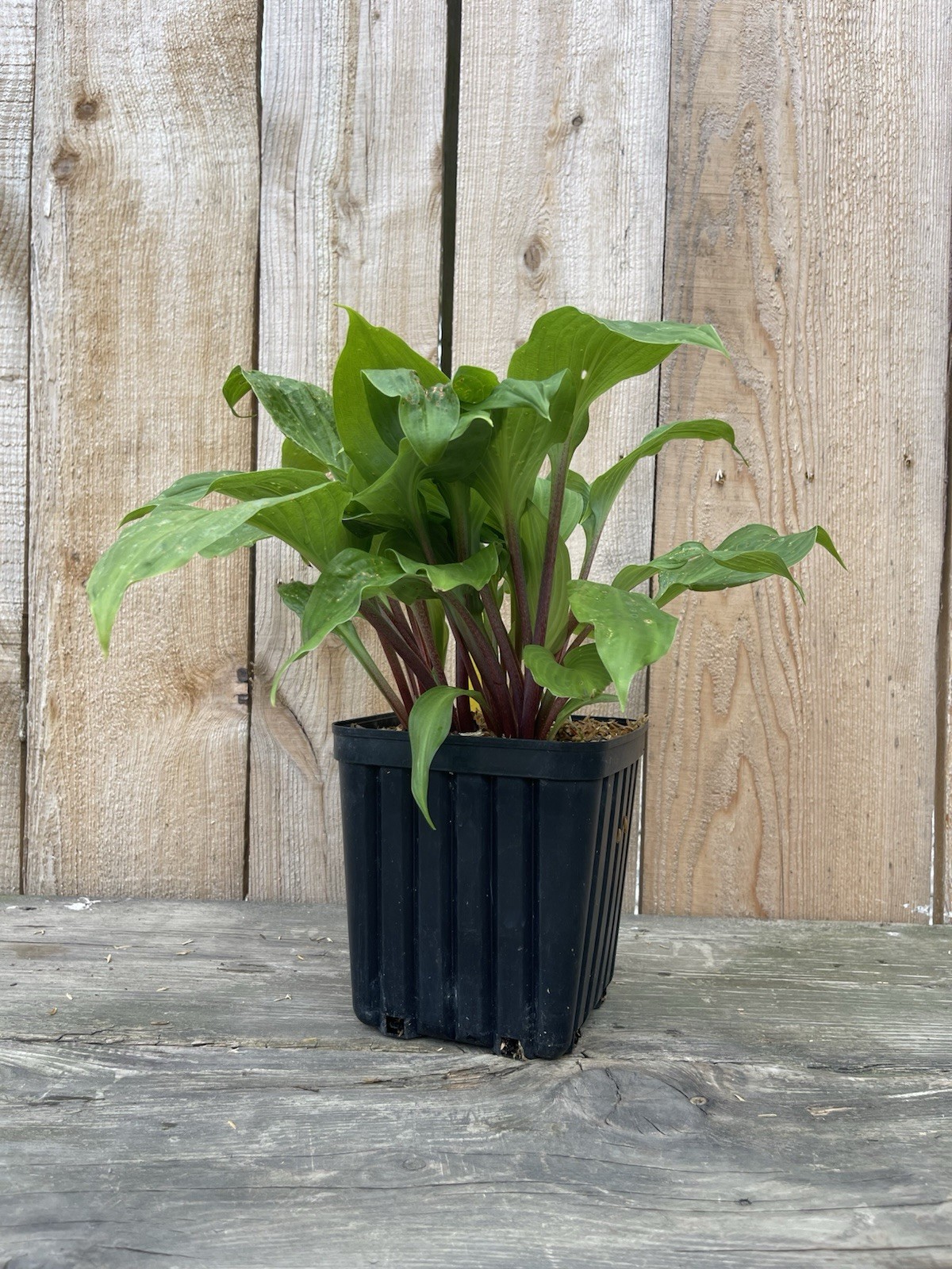 Hosta 'Mango Lettuce' Plant 1gal Pot Glaucous Hued Blue Leaves Magenta Stems WOW gallery