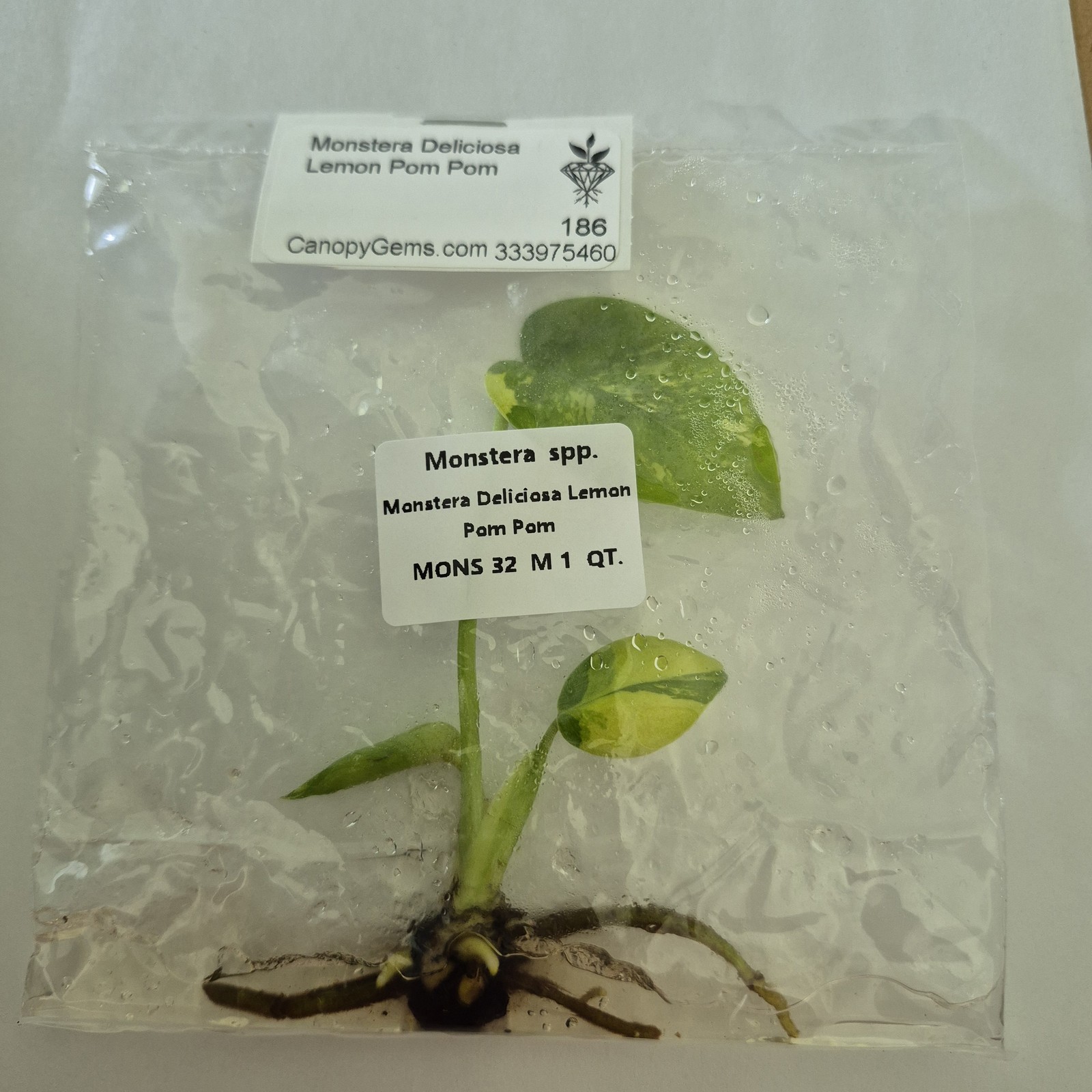 Monstera Deliciosa Lemon Pom Pom tissue culture 2DayAir gallery