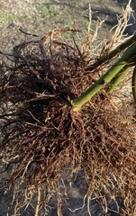 2 Bare Root Triple Crown Thornless Black Berry VIGOROUS Root Cuttings! GROW FAST
