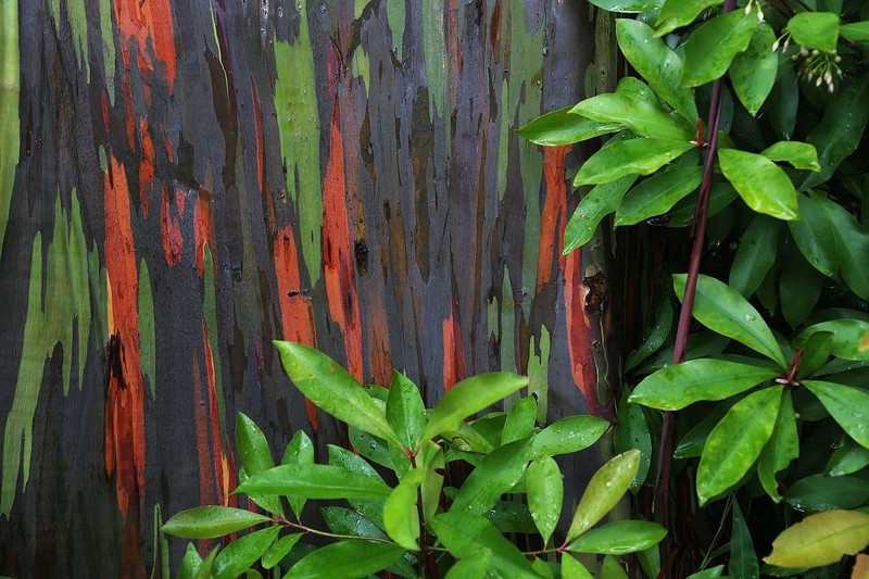 Eucalyptus deglupta Rainbow Eucalyptus Tree in 5" Pot 28" - 30" Tall (Not Seeds) gallery