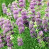 3000 LEMON MINT FLOWER & HERB SEEDS | 3000 SEEDS "BEE BALM" Non-GMO, Heirloom US gallery
