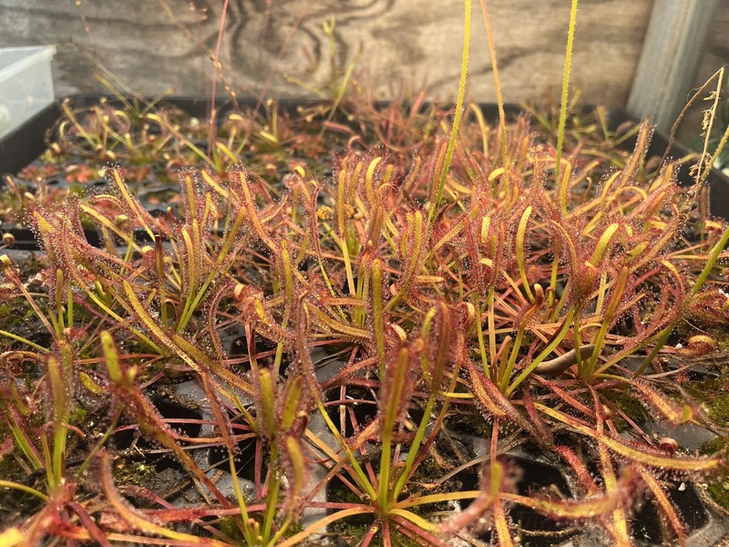 LIVE Carnivorous Cape Sundew (Drosera capensis Typical) Large Flowering gallery