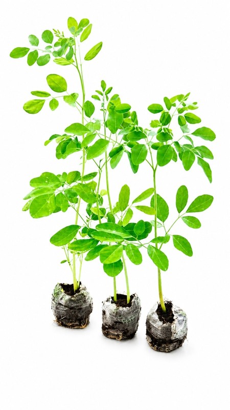 Moringa Tree Live Plants – 3 Pack Organic Moringa Oleifera Drumstick Seedlings gallery