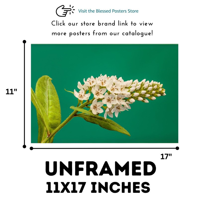 Lysimachia Clethroides Botanical Print – Elegant Floral Nature Wall Art gallery