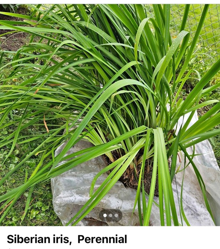 Siberian iris, Perennial - Repeat Blooming Tropical - 10" to 12" tall gallery
