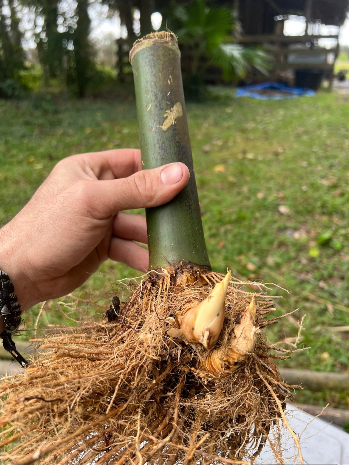 Seabreeze Mid-Size Timber Valued XL Rhizome Division gallery
