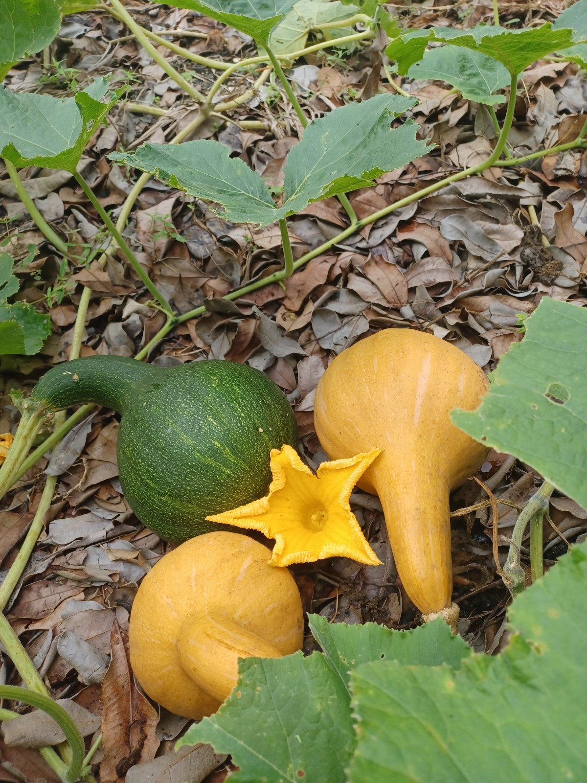 10 Seminole Pumpkin Seeds, Cultivated Variety of Cucurbita moschata (2025) gallery