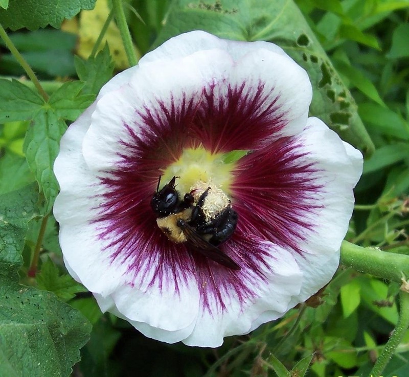 Alcea rosea Creme do Cassis gallery