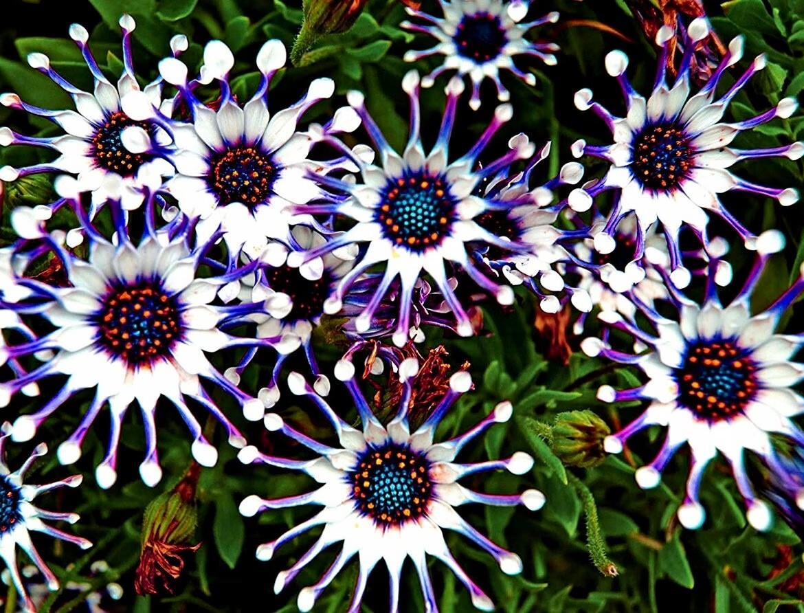 Osteospermum Mix Seeds ~ Spider ~ Daisy ~ Cool Flowers ~ Grow Your Own ~ Rare gallery