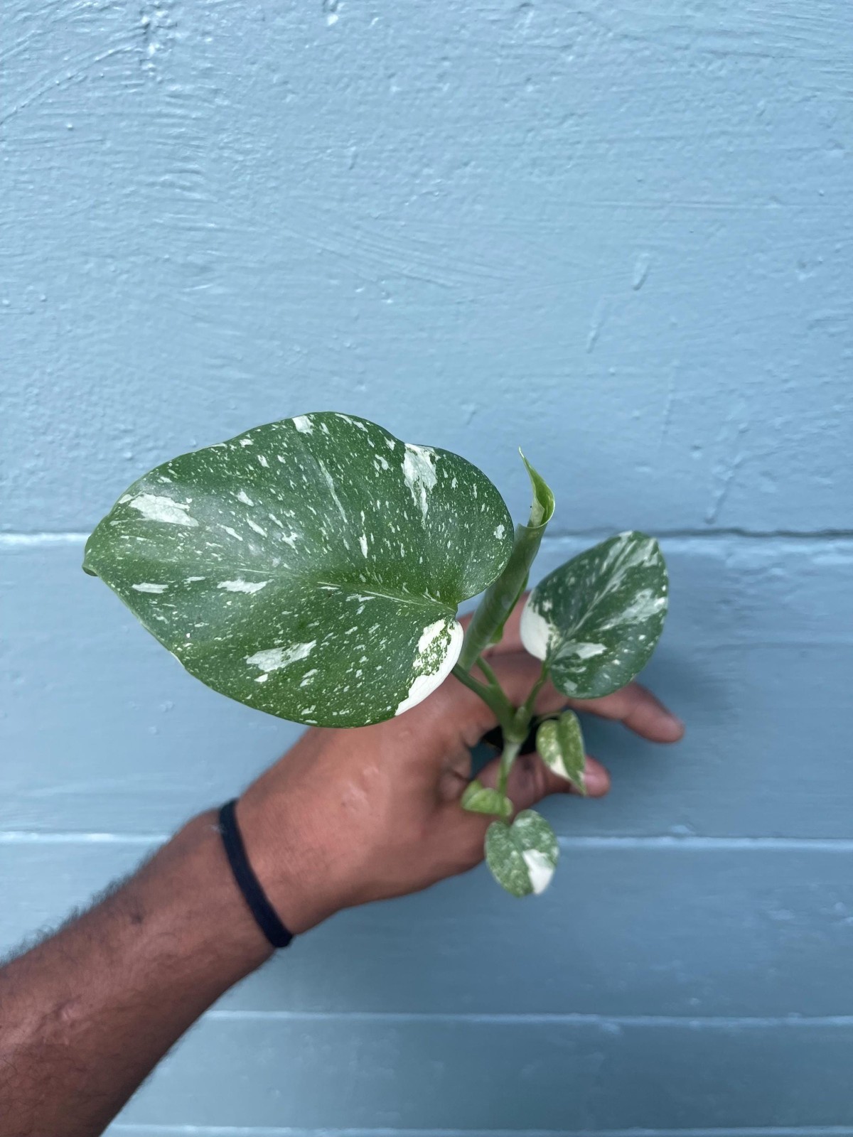 Variegated Monstera Thai Constellation Rare Live Indoor Tropical Houseplant gallery